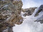 Saxifrage - Glacier du Chardon - Vaccivier